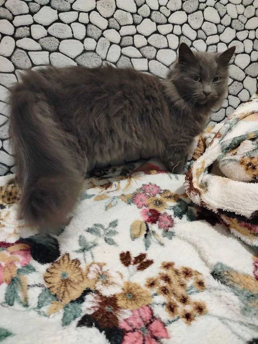 Котята ищут любящие семьи котики