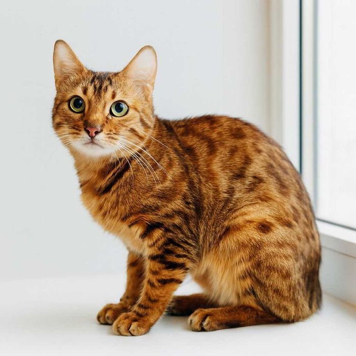 Породистая кошечка в леопардовом окрасе, Бенгалочка - 1-2 года