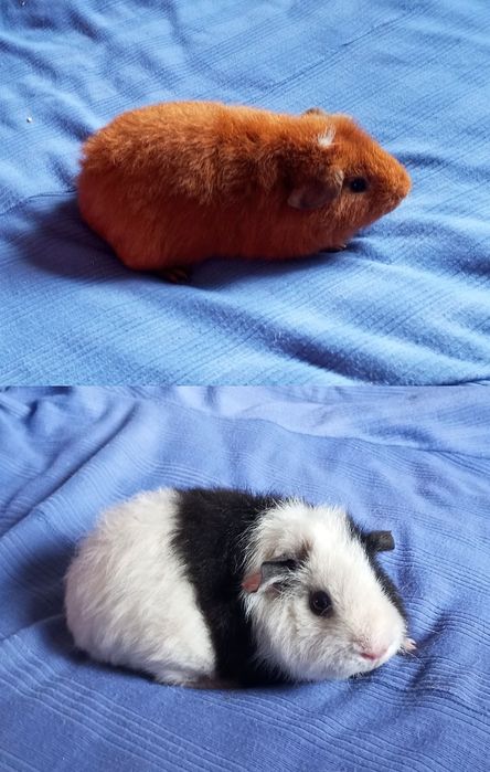 Морська свинка хлопчик