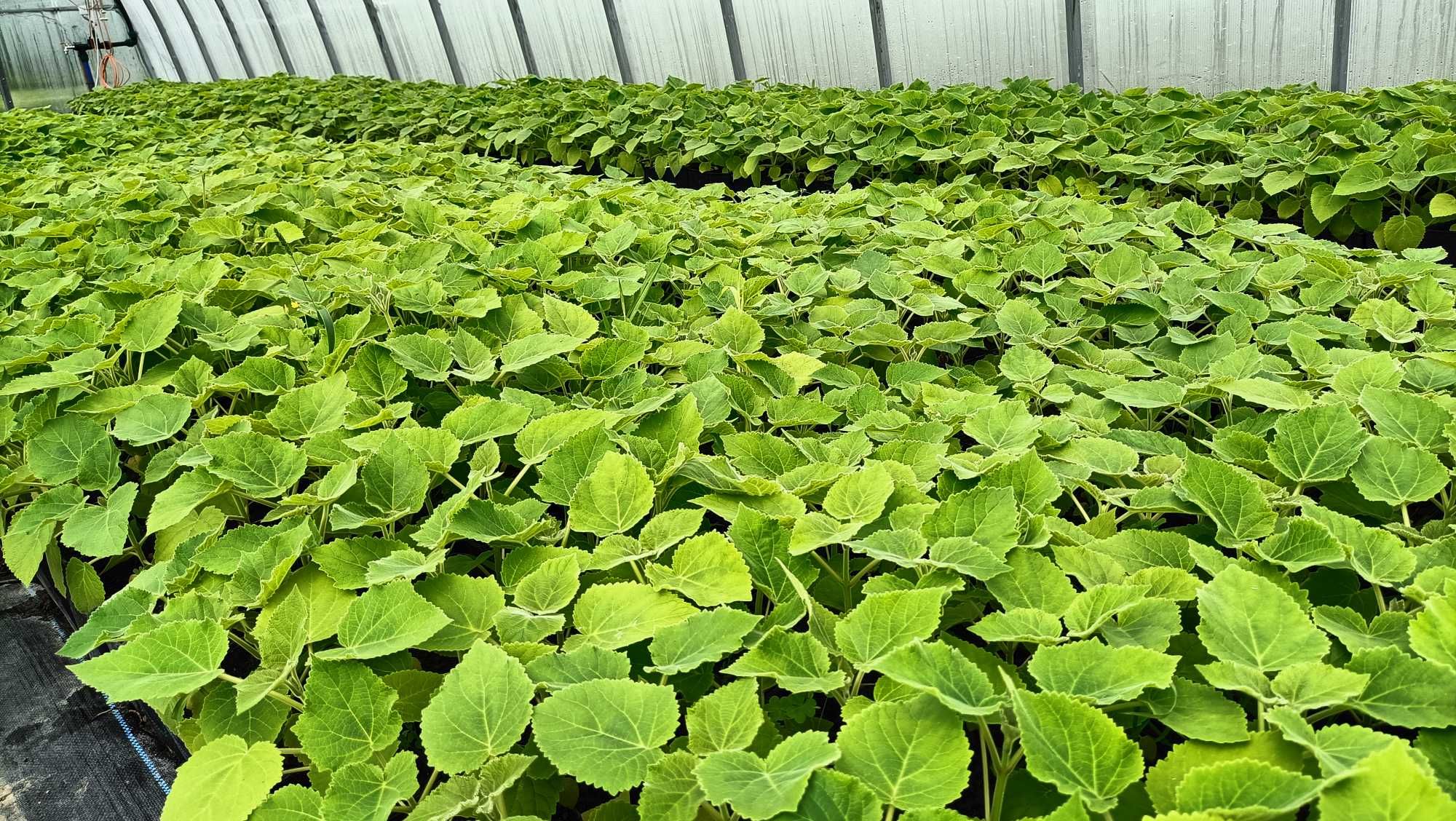 Paulownia Shang Tong, Drzewo szybko rosnące. PRODUCENT