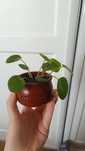 Sadzonka pilea, pieniążek