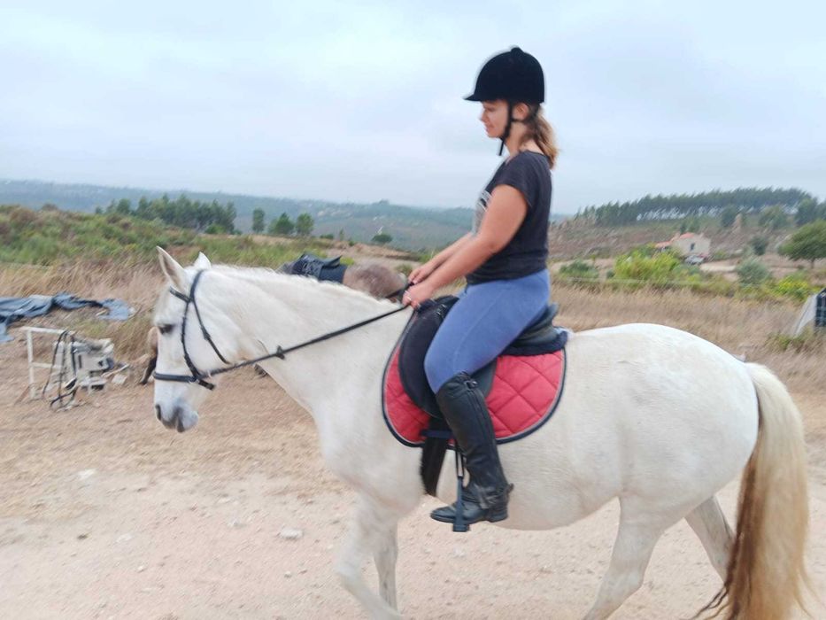 Dois Cavalos (Equas) Luso-Arabe