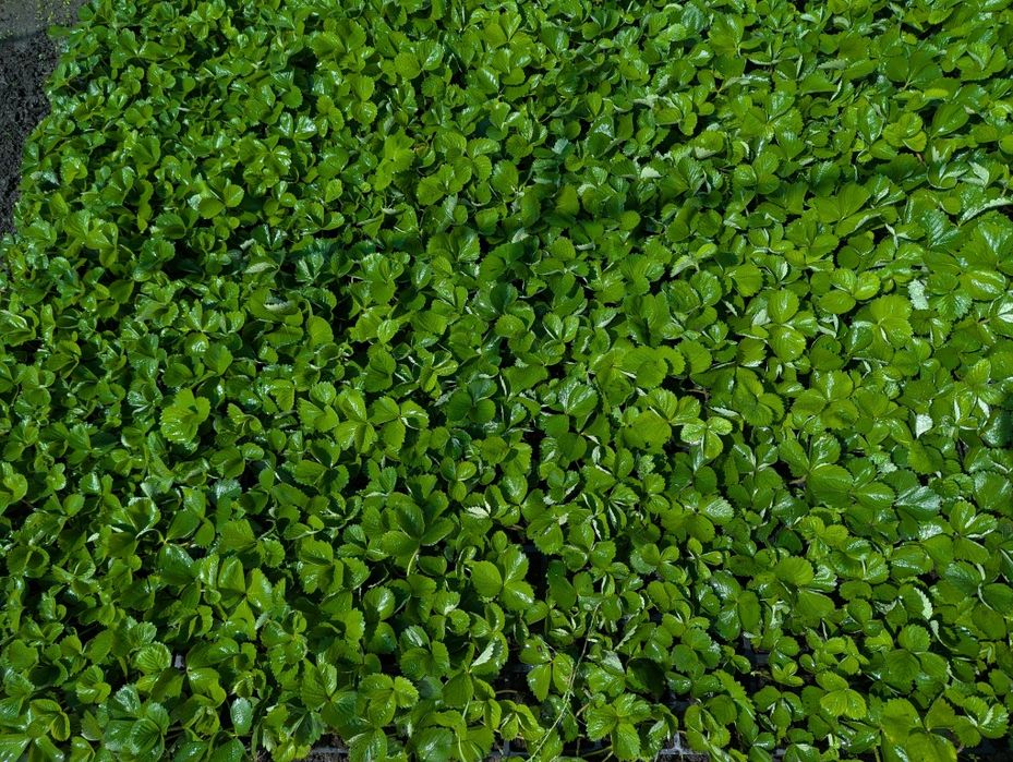 Розсада саджанці полуниці клері