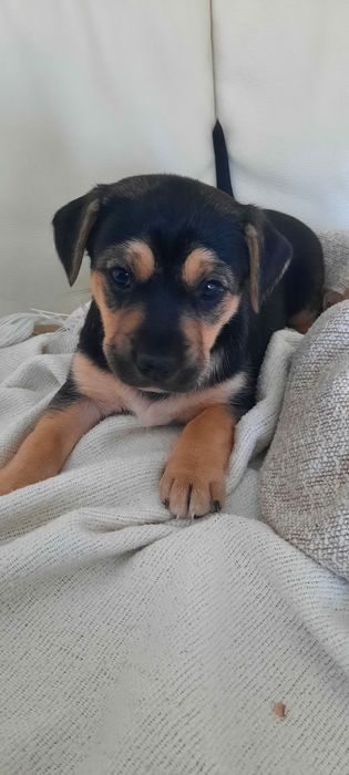 Urocze szczeniaki  szuka kochającego domu!