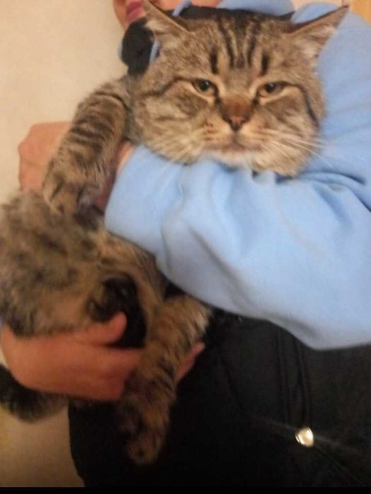 котик в добрі руки