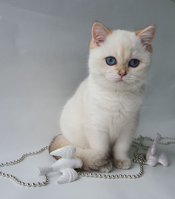 Котик непоседа, веселый, озорной, шустрый. Породистые котята, котенок