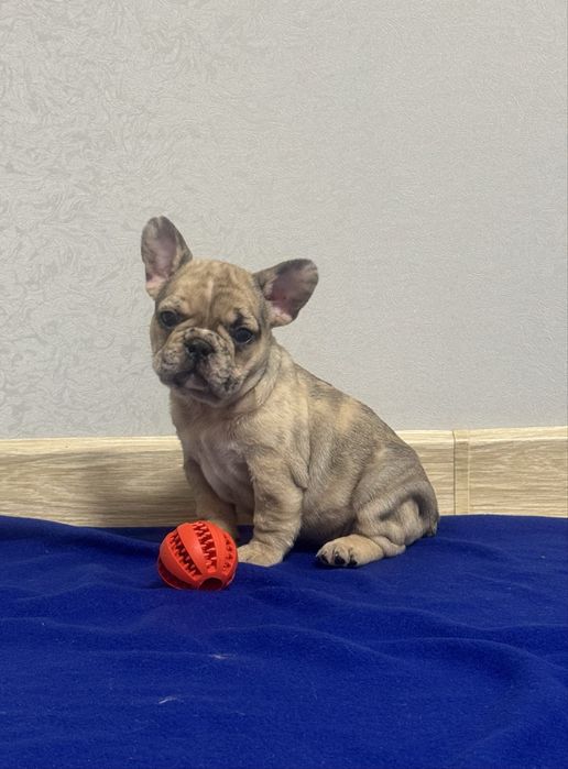 Топ шкурастики чекають на люблячі родини