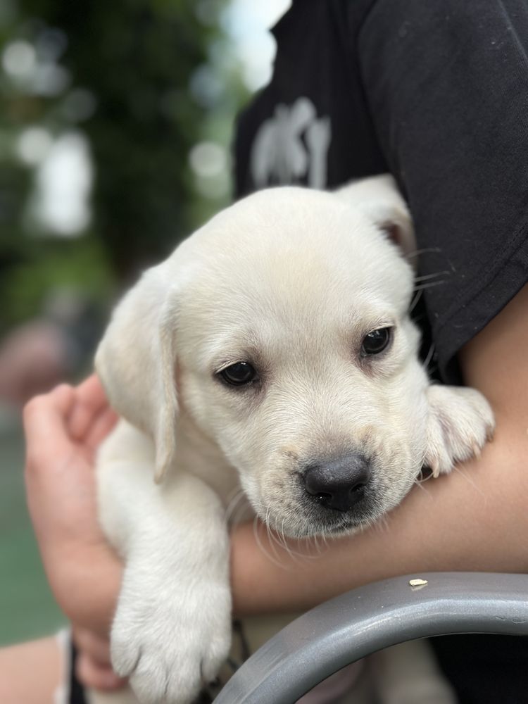Labrador z rodowodem ZKwP FCI