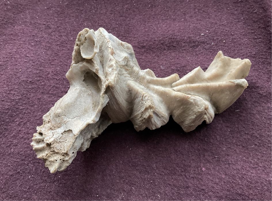 Черепашка океанічна, дерево скам‘янілі