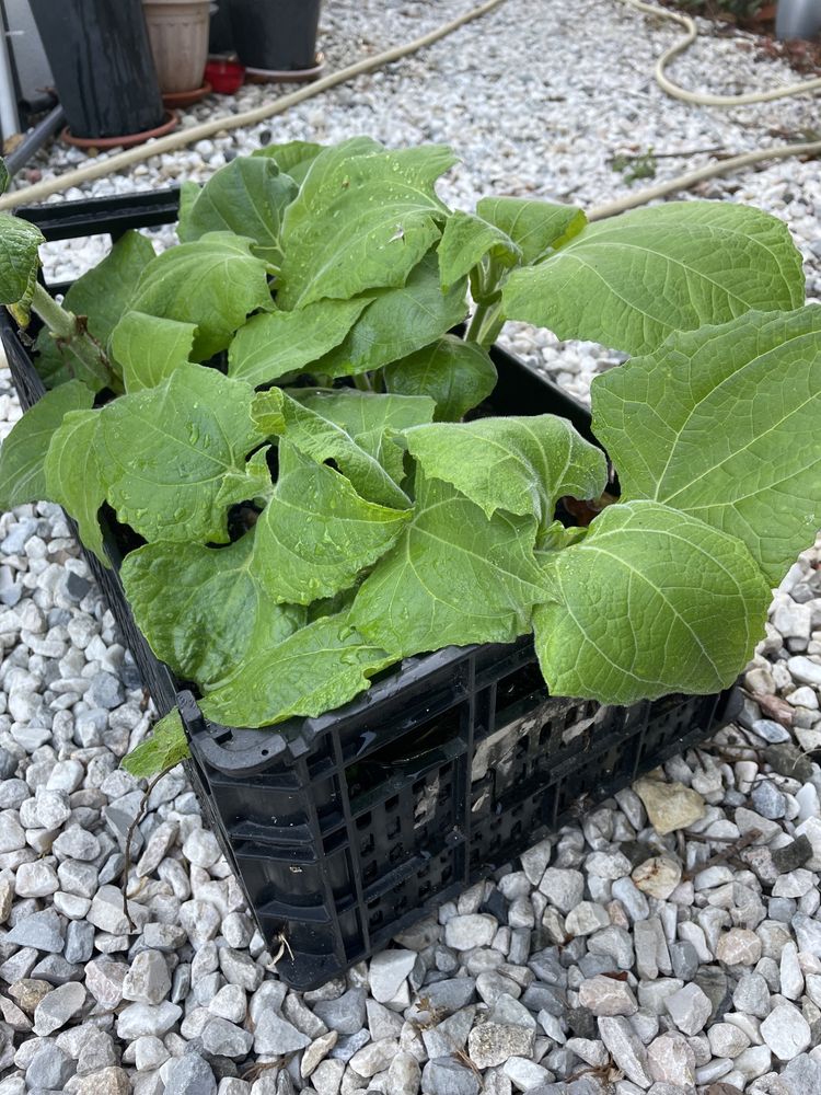 Batata Yacon-plantas