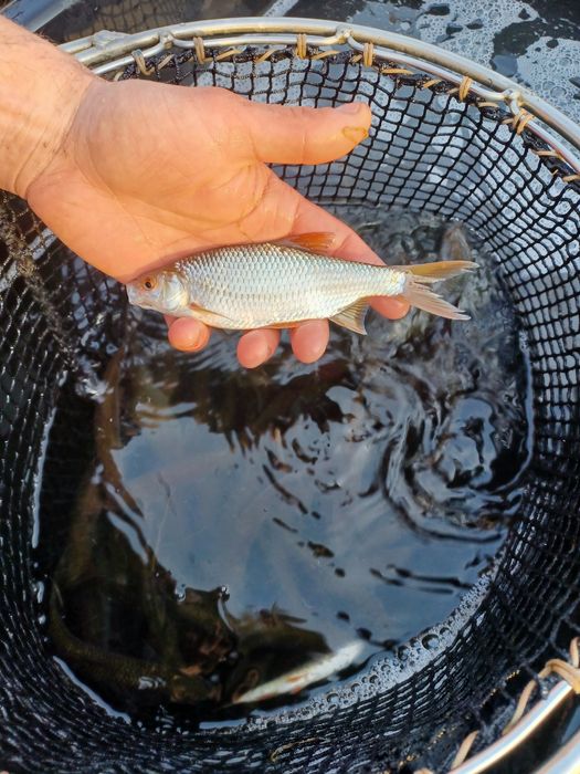 Karp narybek  / kroczek . Amur ,Tołpyga , Lin .