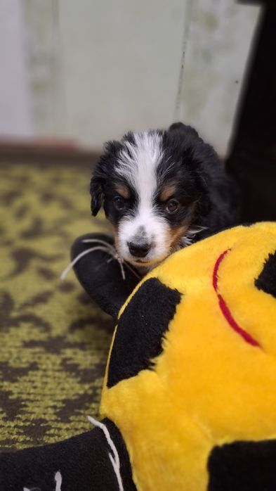 Свободная одна красуня.