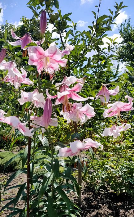 Лилия дерево гигант , садовые ОТ гибриды