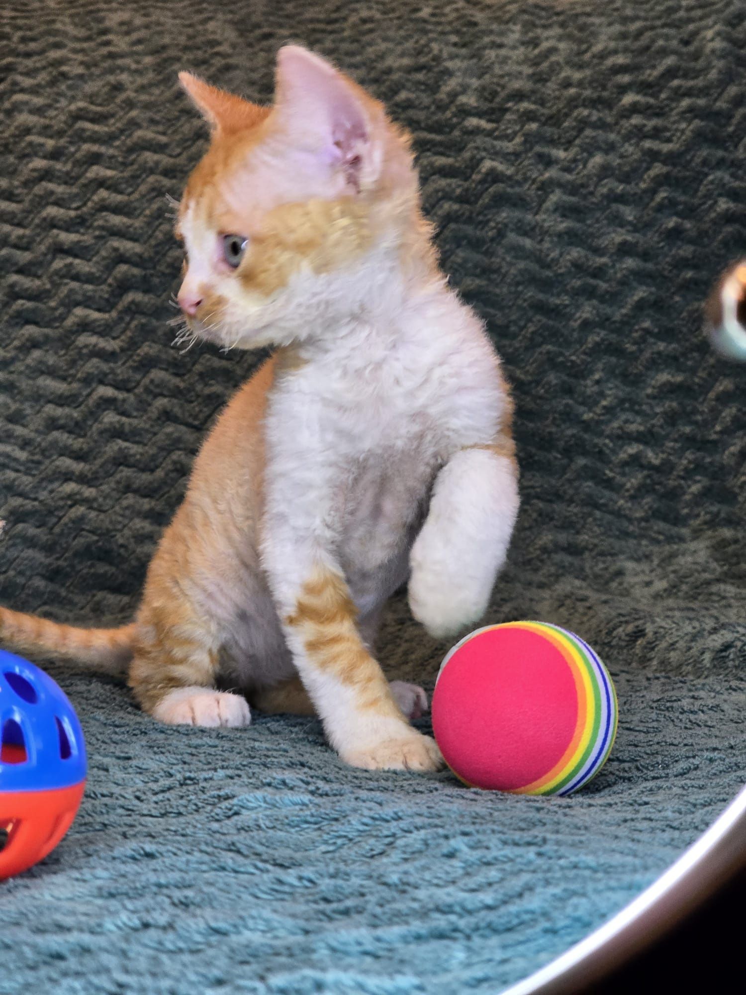Devon rex FPL Kocurek rudy