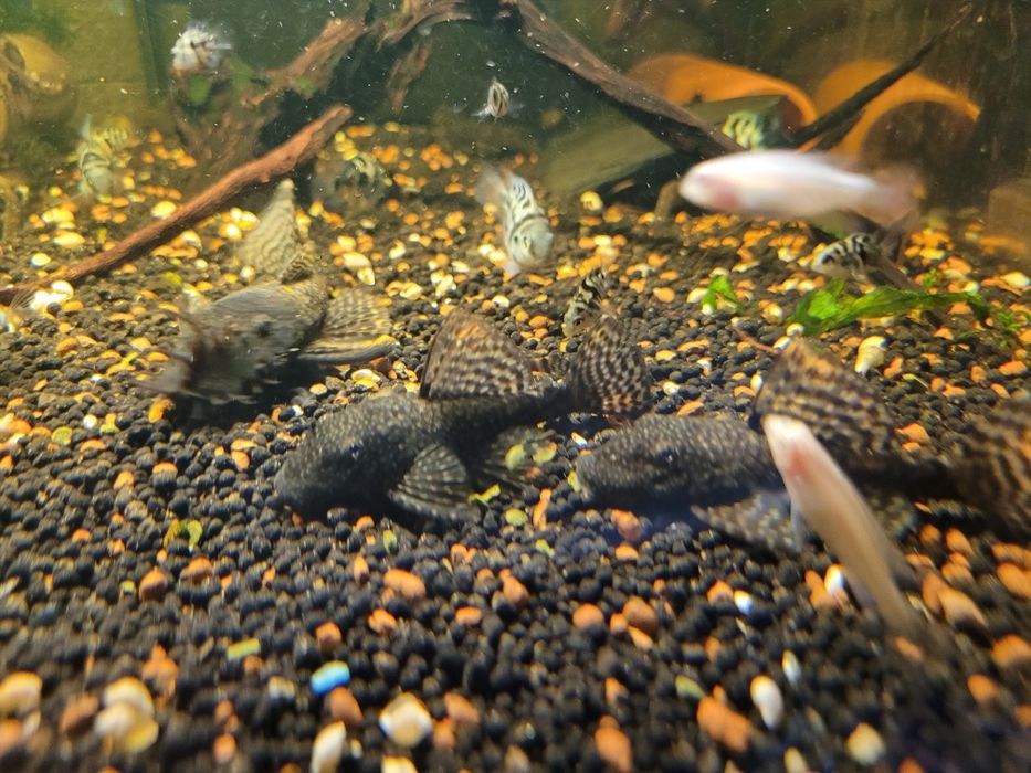 Zbrojnik ancistrus dorosłe pary