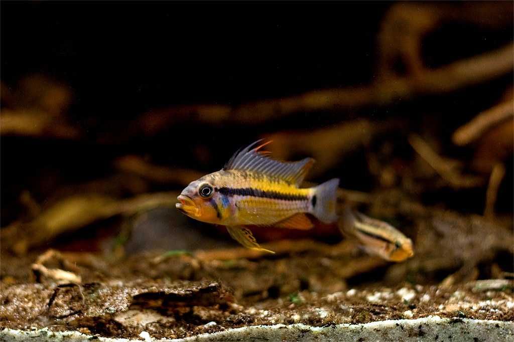 Pielęgniczka Apistogramma Black Chin - Sklep Zoologiczny