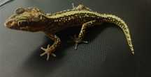 Gekony madagaskarskie pictus