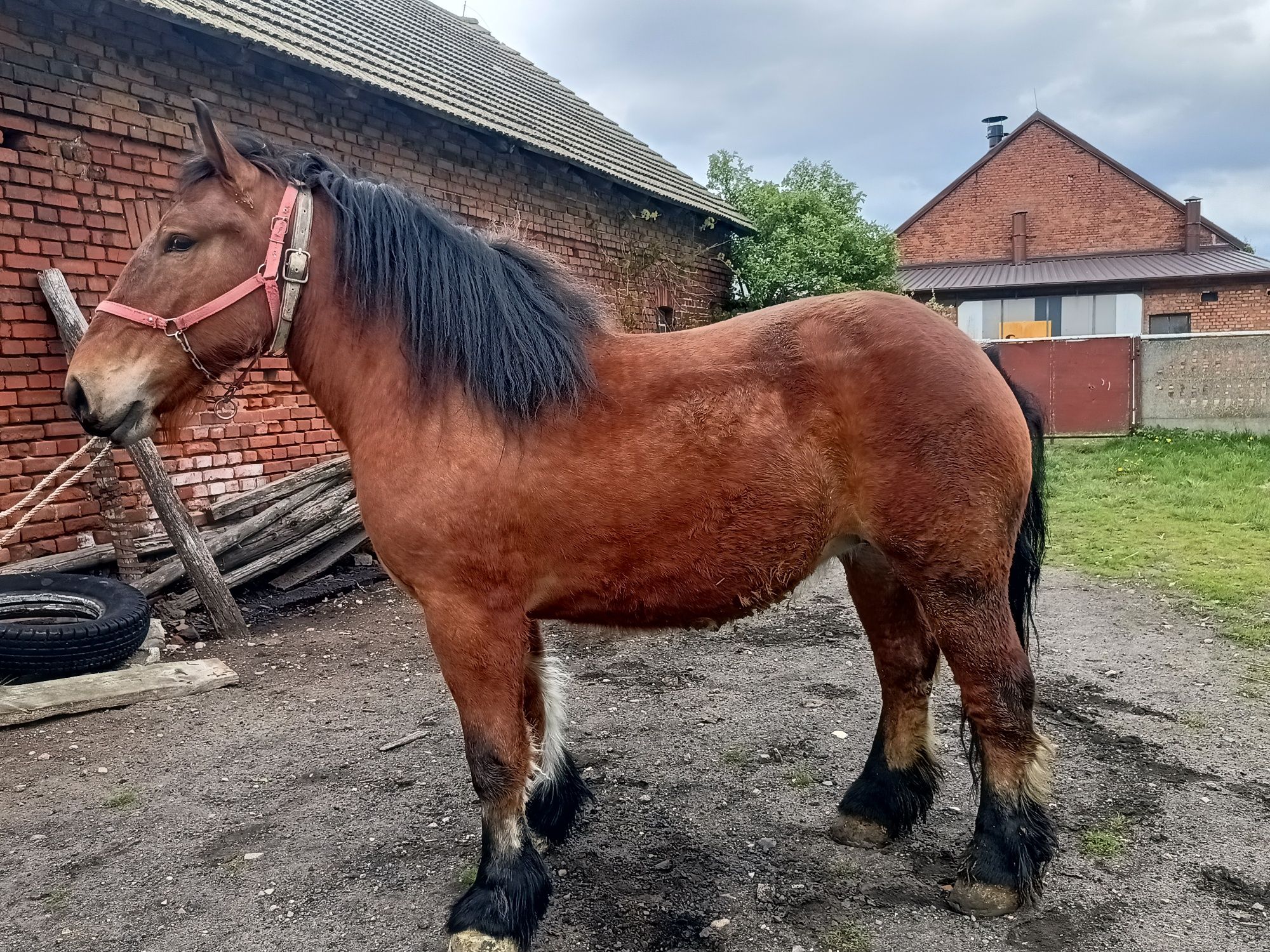 Sprzedam klacz gniadą