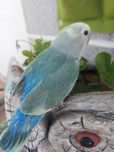 Agapornis domesticado