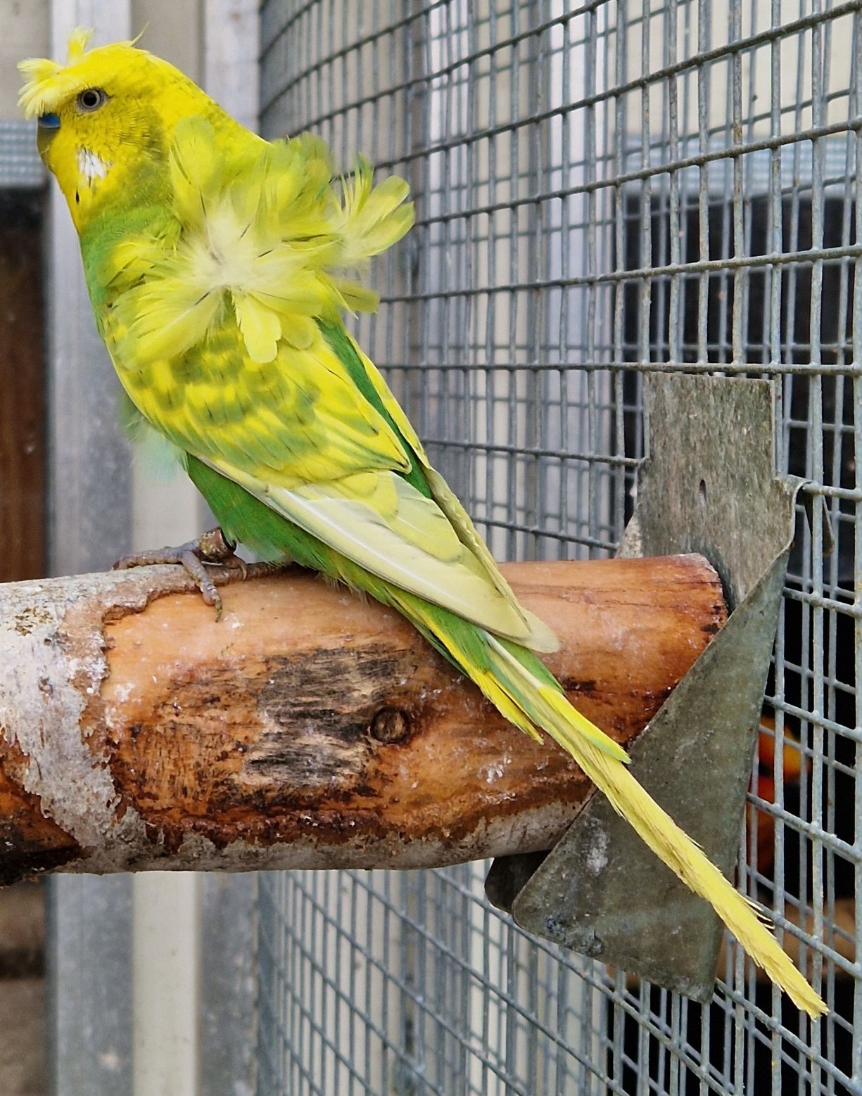 Papużka falista hagoromo helikopter