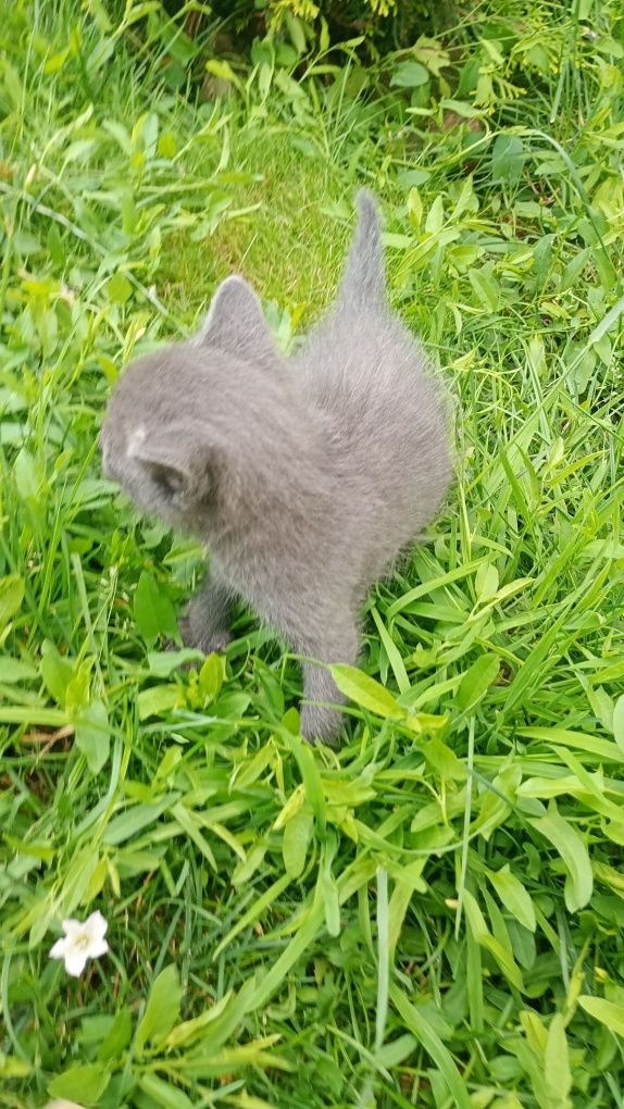 Шотланські кошенята