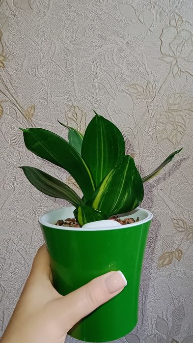 Сансевиерия Ханни "Green Mould"  var.