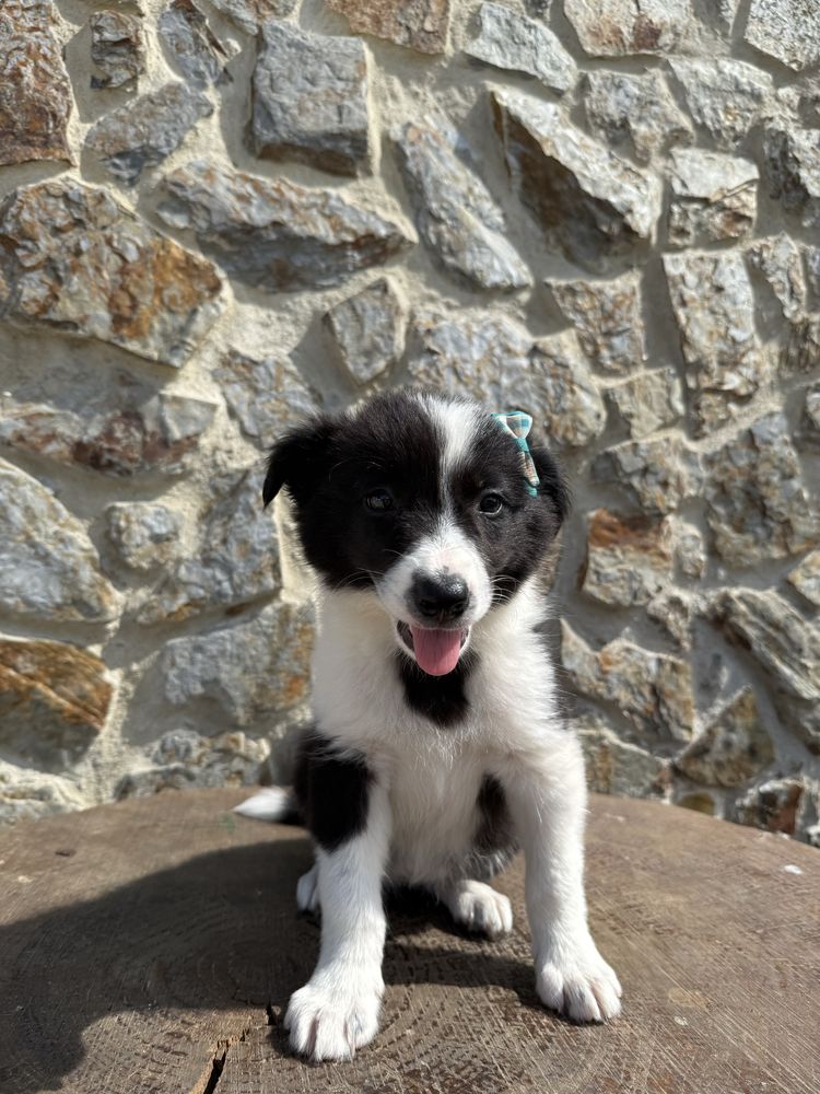 Border collie Preta e Branca