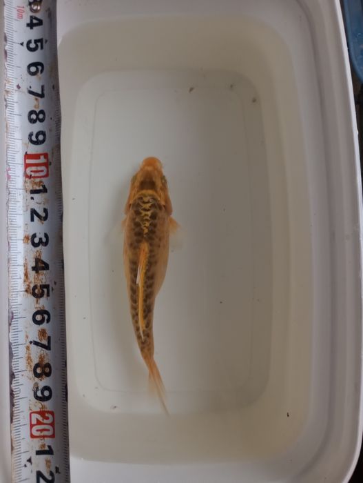 Карп Кои Кикусуи, Шисуи