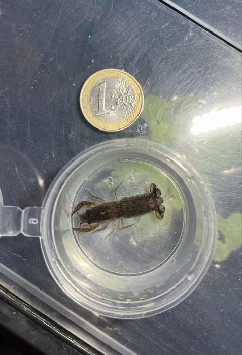 Cambarellus diminutus - lagostim anão