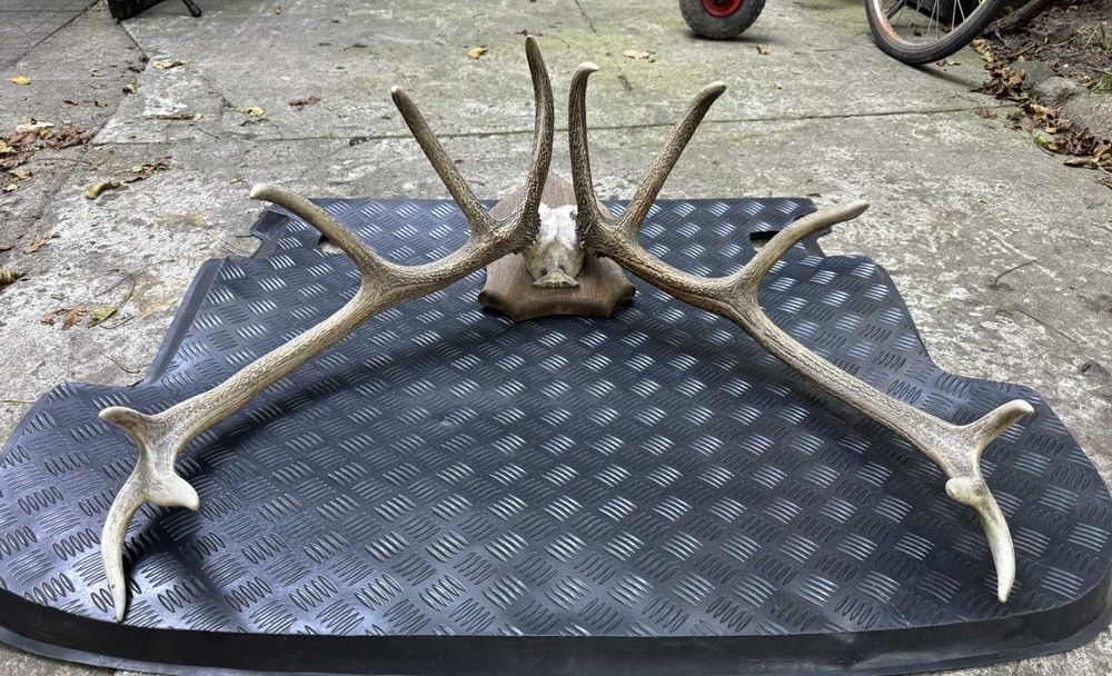 Poroże jelenia do powieszenia na ścianie - duże!
