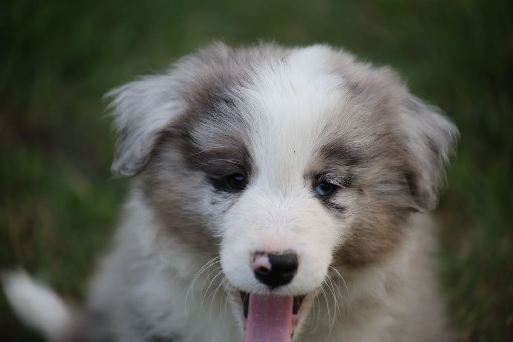 Szczeniaki Border Collie