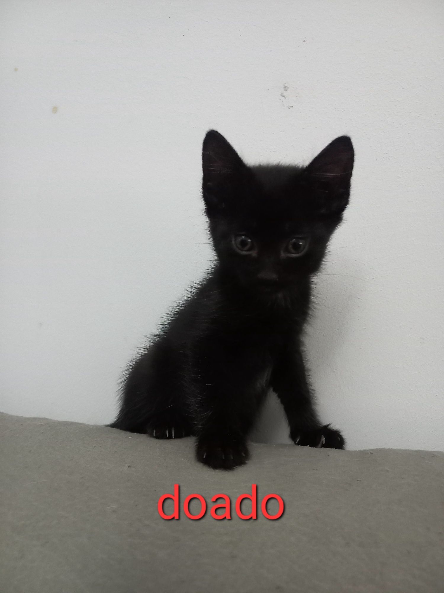Gatinhos para doação