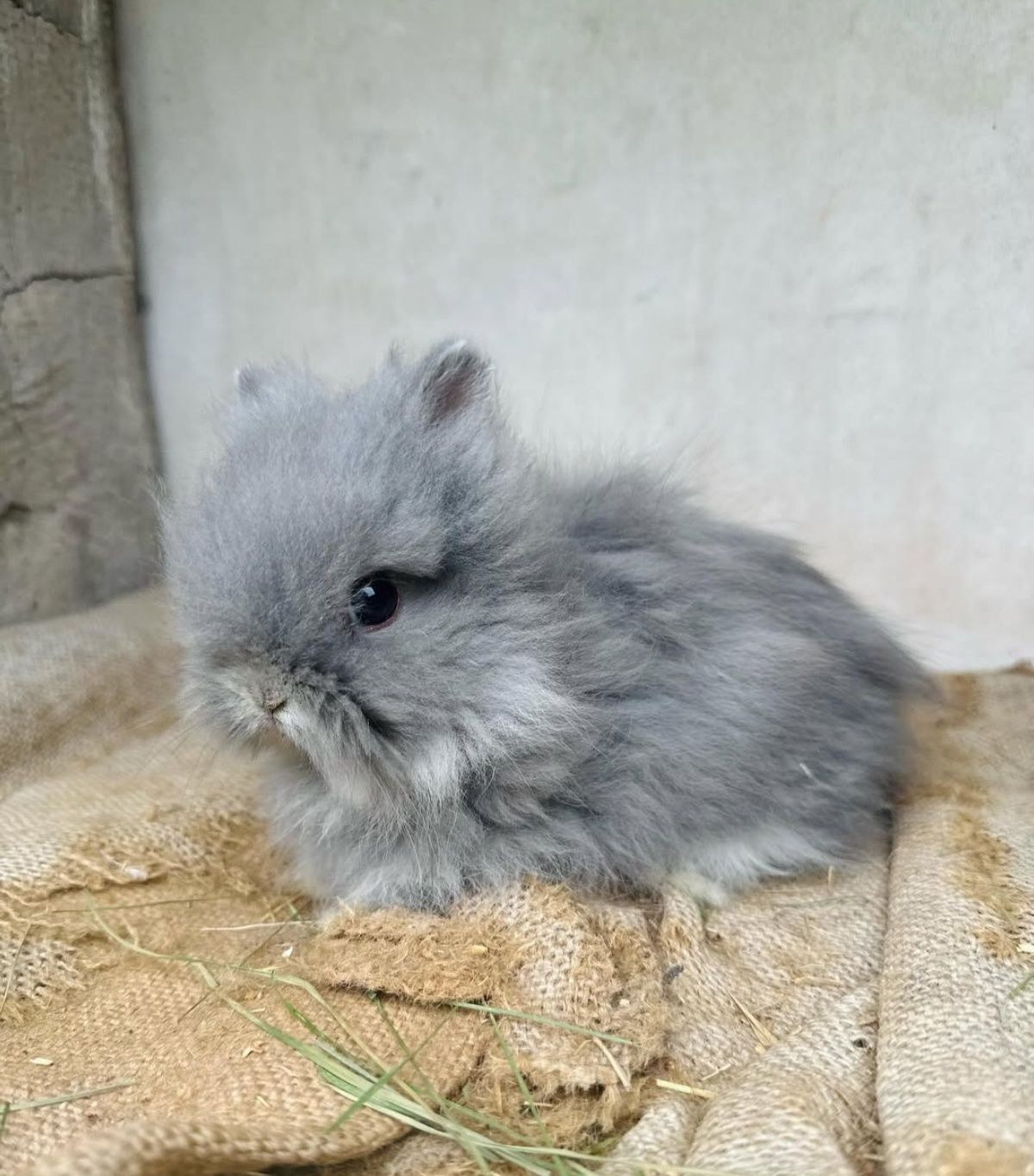 Karzełek Teddy / długowłosy / puszysty