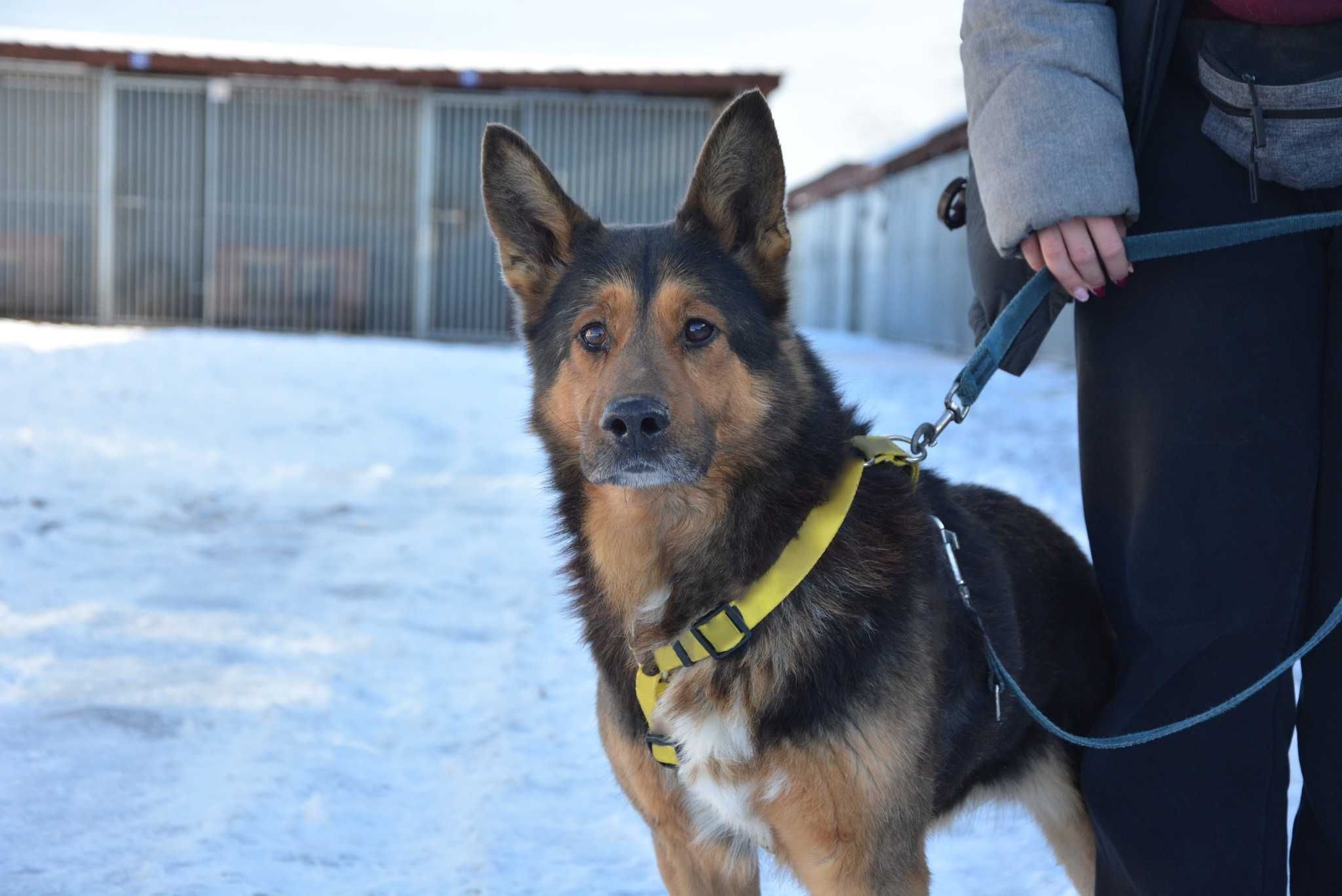 Azor jedyny taki psyjaciel na zawsze ADOPCJA