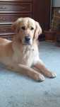 Pies Golden Retriver