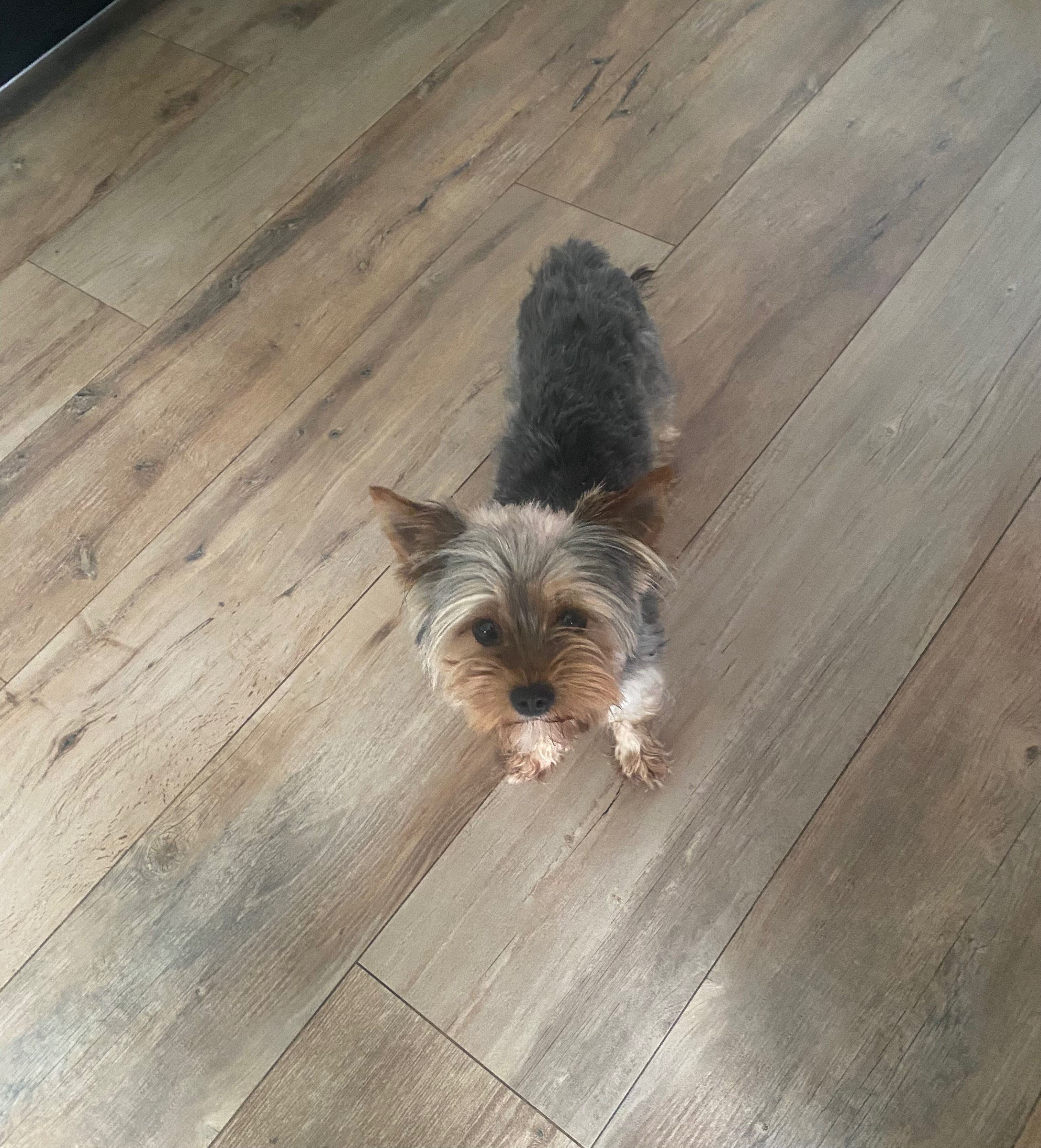 Suczka york shire terrier 17 miesięczna zaszczepiona na wściekliznę