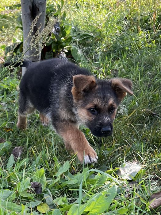 Цуценята німецької вівчарки