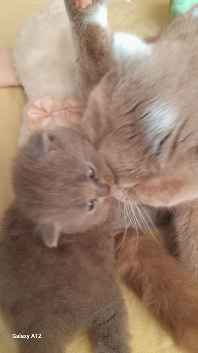 Британские котята