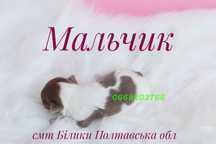 Щенок чихуахуа мальчик