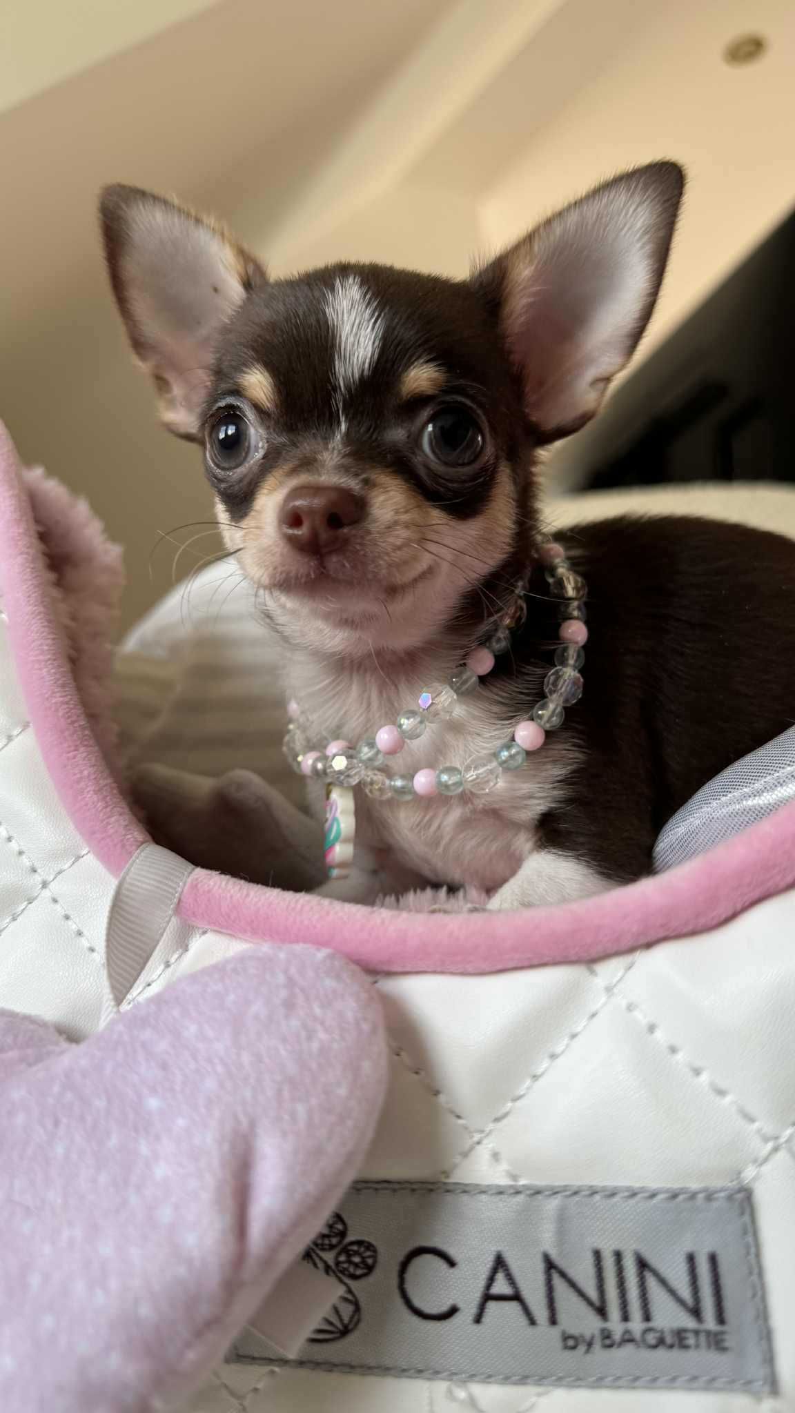 Dziewczynka Bibi Czekoladowa-tricolor Mini z Rodowodem Chihuahua