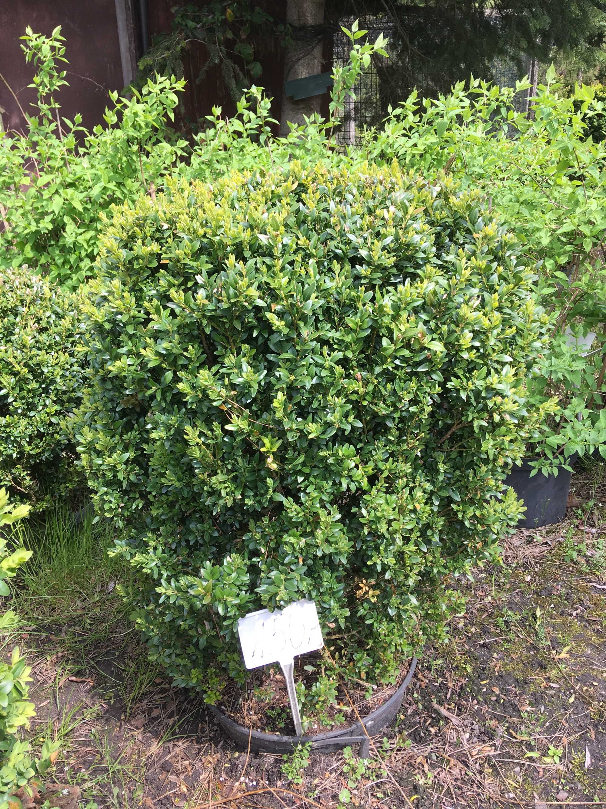 Bukszpan formowany-kula (Buxus) ukorzeniony 90cm - szkółka W-wa