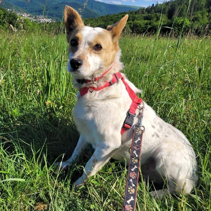 Małgosia - młoda delikatna sunia do adopcji