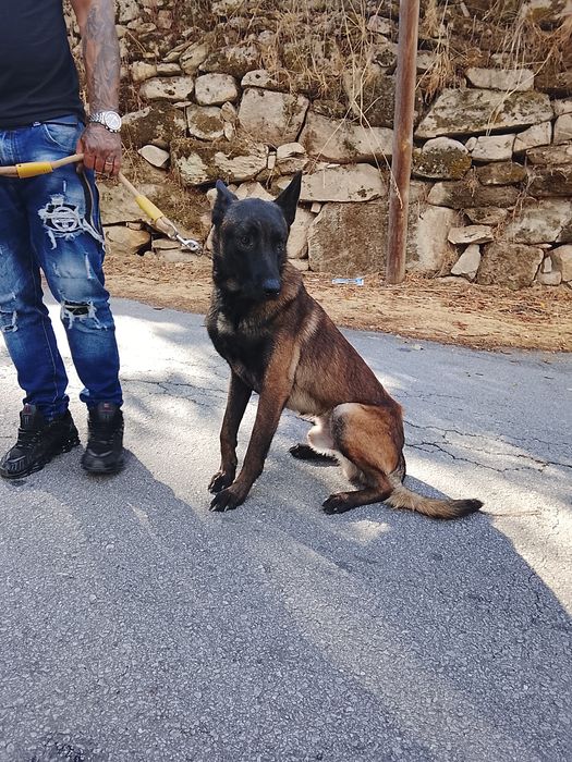 Pastor Belga Malinois macho com o treino de obediência e defesa