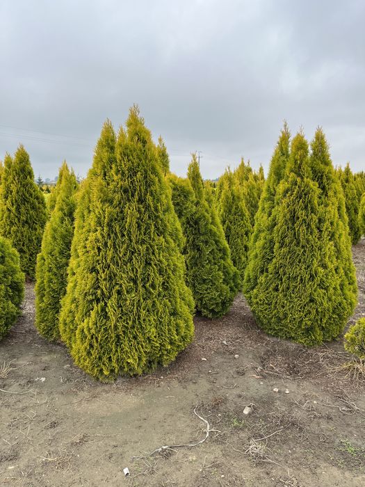 Thuja occidentalis 'Janed Gold' Żywotnik zachodni 2m