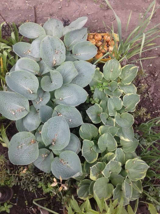 ХОСТИ-рослини для клумби