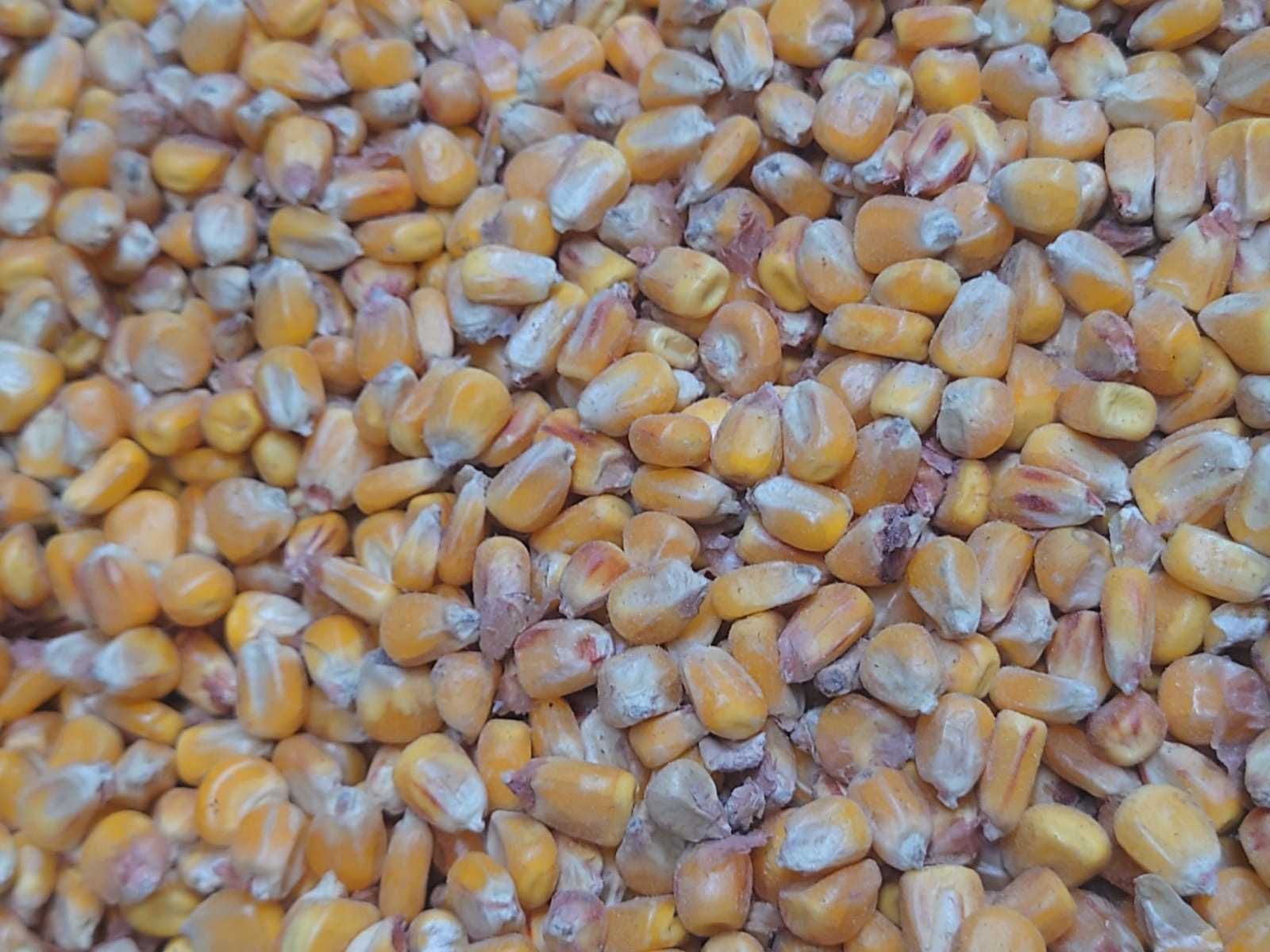 Sprzedam sucha kukurydza ziarno 1zł/kg oraz inne zboża