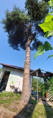 Wycinka/ścinka drzew metodami alpinistycznymi,sciaganie dronow z drzew