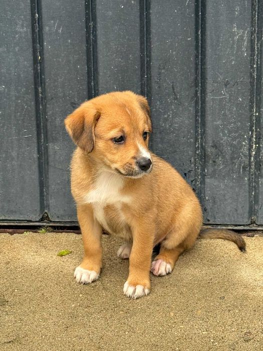 Cãezinhos com 2 meses para adoção responsável