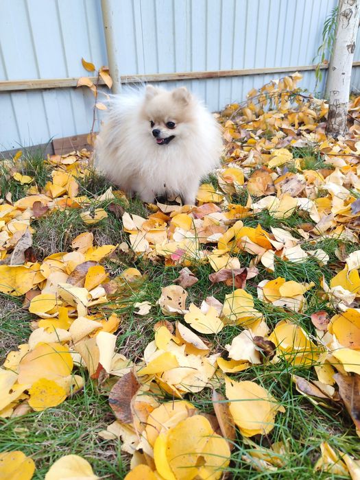 Shpitz Pomeranian and mini