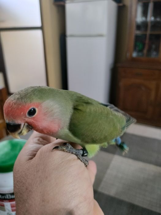 Agapórnis Roseicollis Criados á Mão